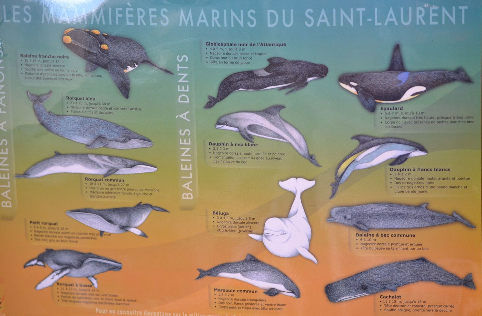 rencontre avec les baleines du saint-laurent