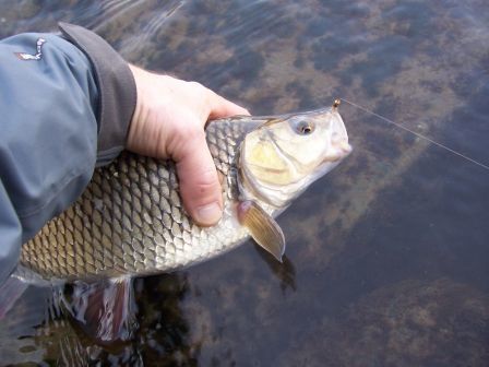 100_8286.JPG, mar. 2011 100_8286.JPG