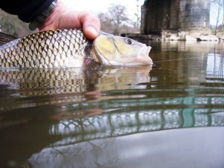 100_8346.JPG, mar. 2011 100_8346.JPG