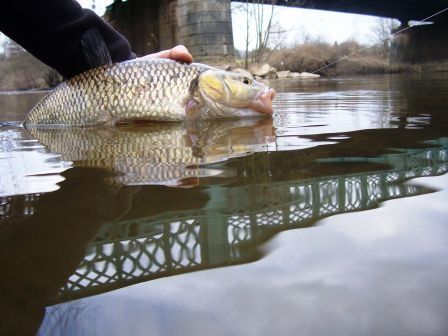 100_8350.JPG, mar. 2011 100_8350.JPG
