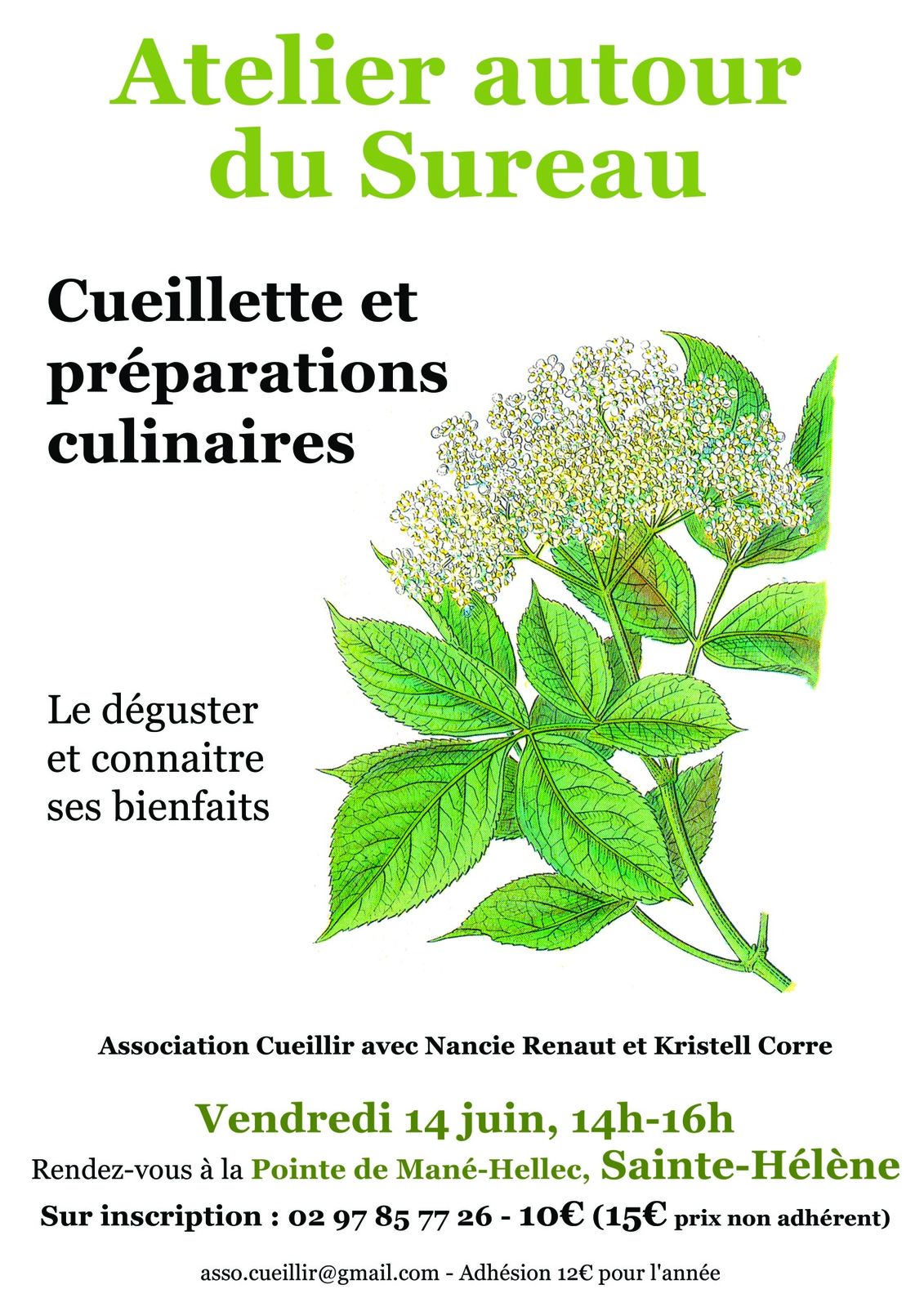 Prochainement, atelier autour du sureau à St Hélène