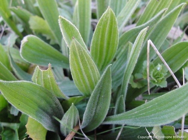 Recette de sirop de plantain