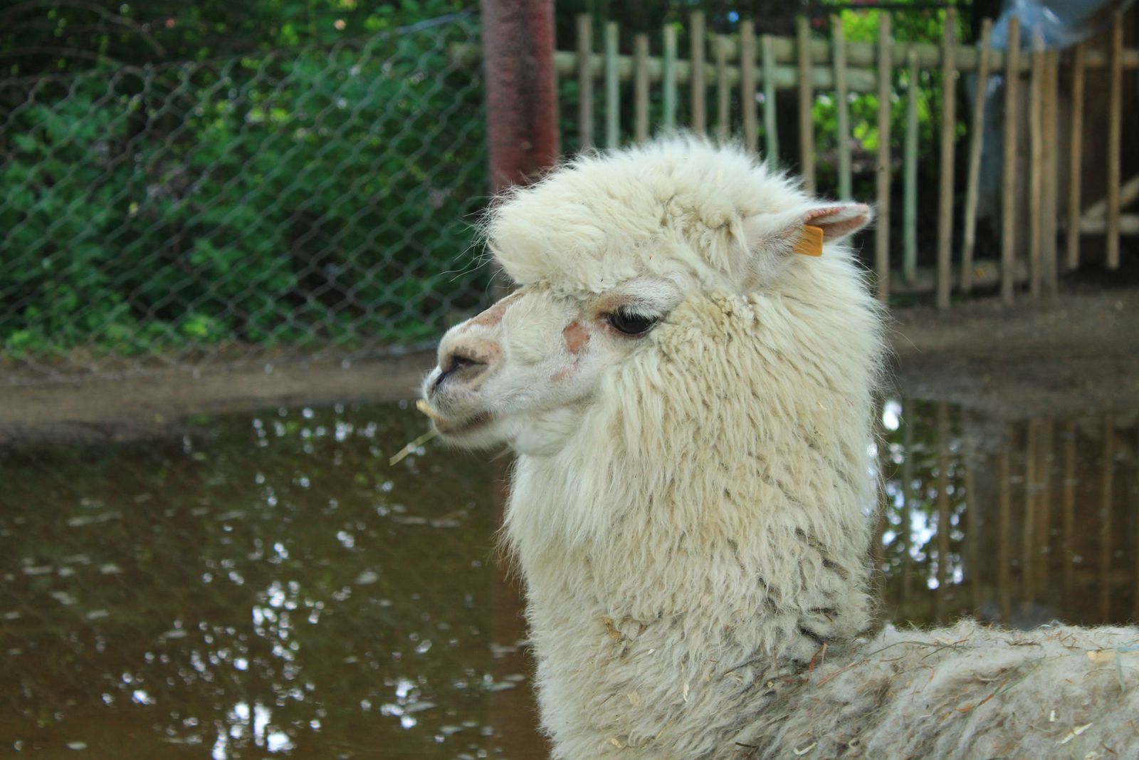 Alpaca  Akron Zoo