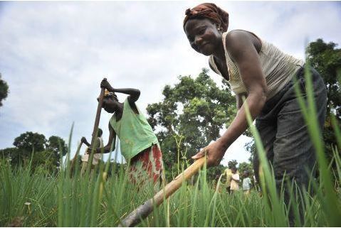 Semences et outils pour les agriculteurs en Centrafrique