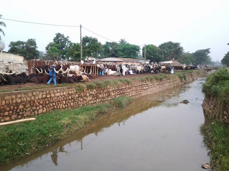 Centrafrique : des abattoirs improvisés face à la faillite de l’économie
