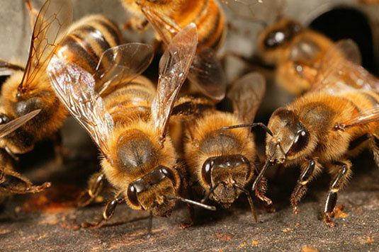 Vers la relance de l’apiculture en Centrafrique