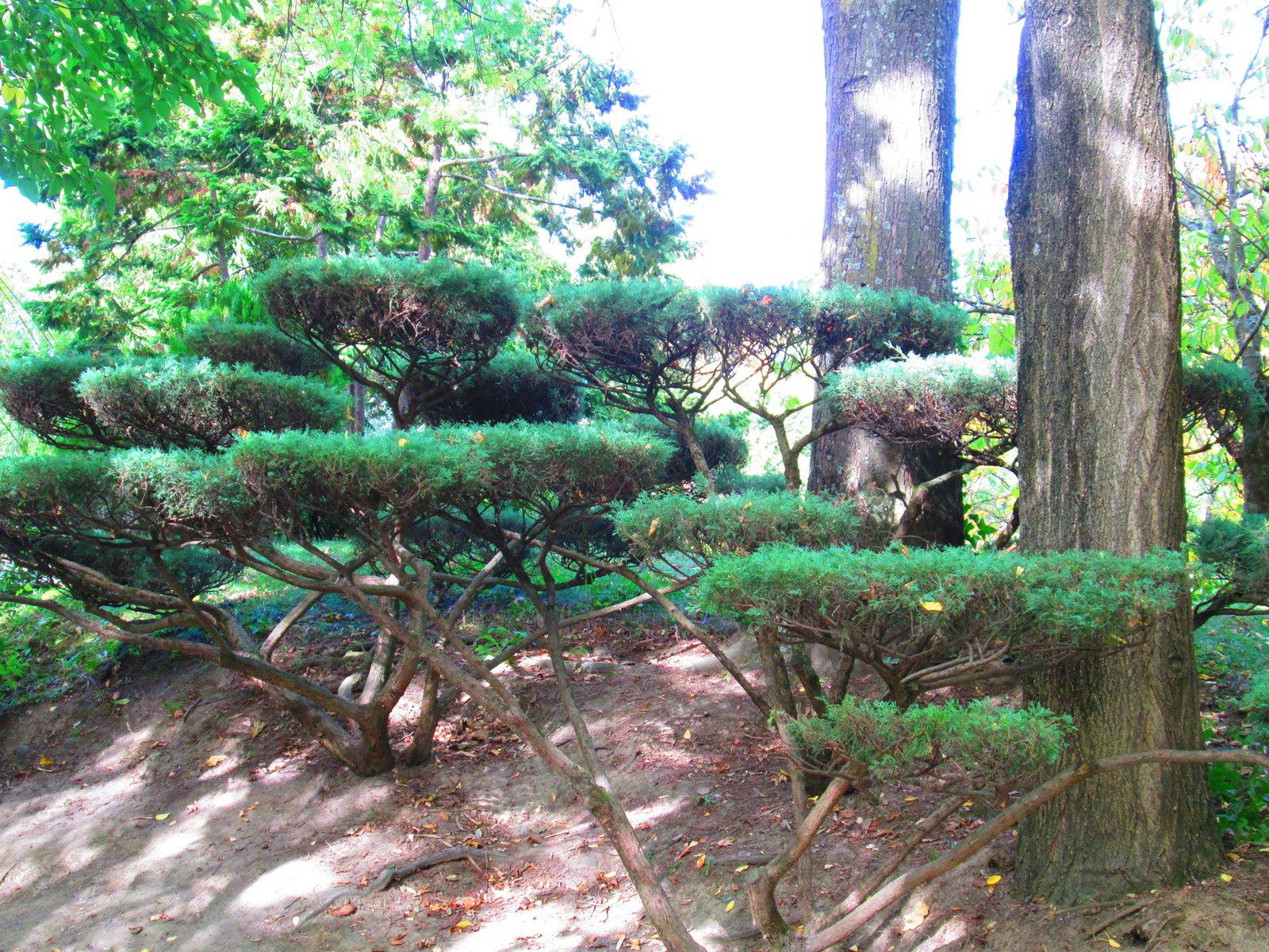 jardin japonais de Toulouse