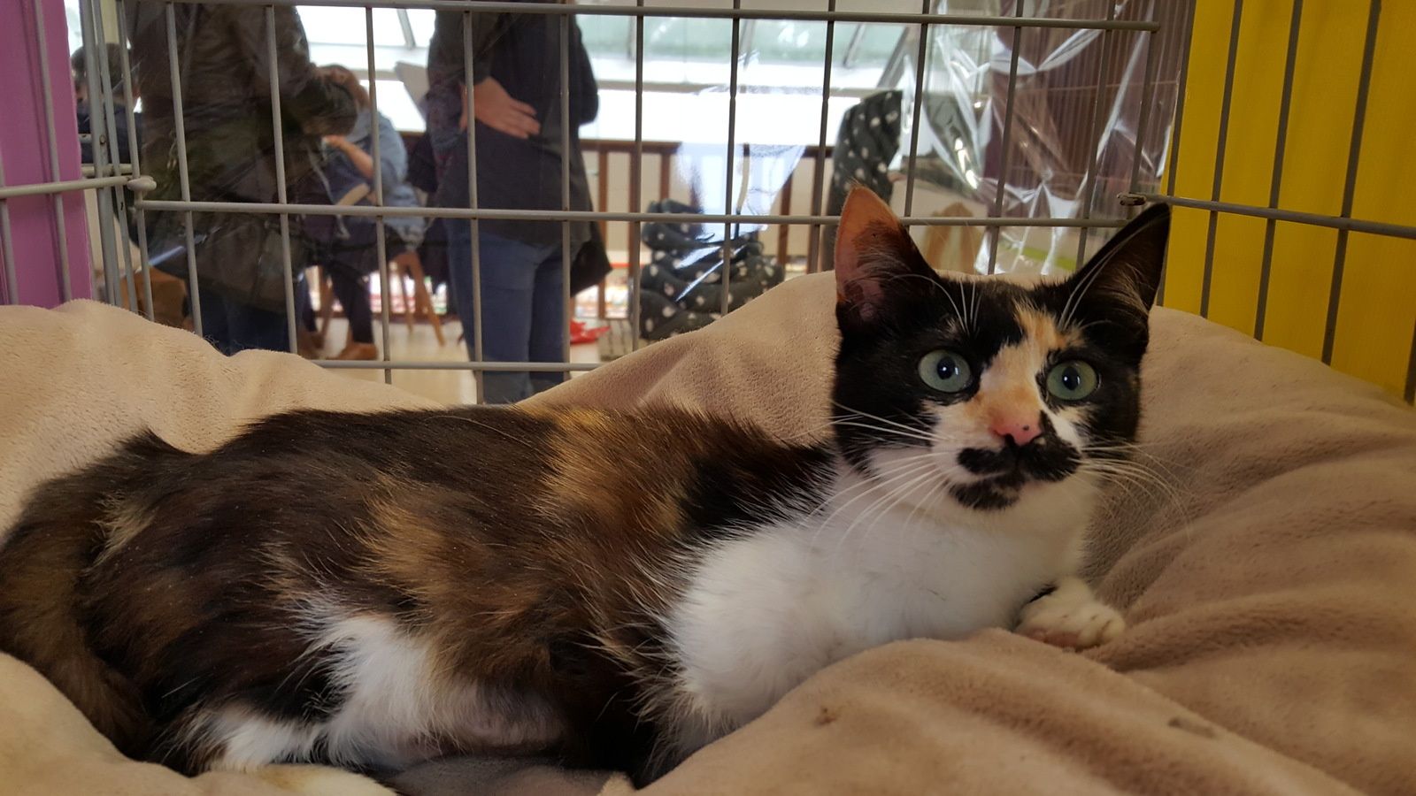 site de rencontre pour animaux chat