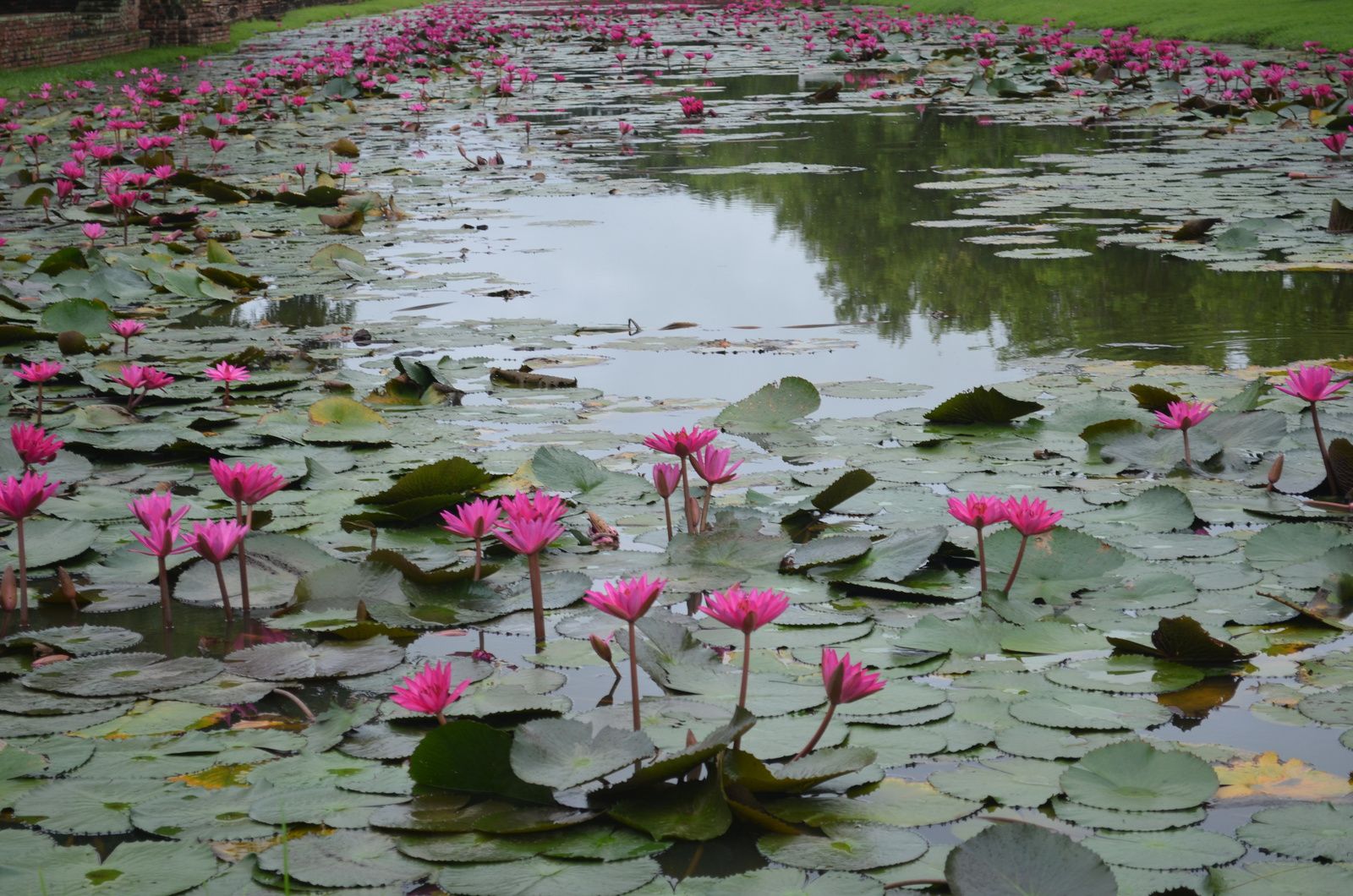 Lotus in Sukhothai