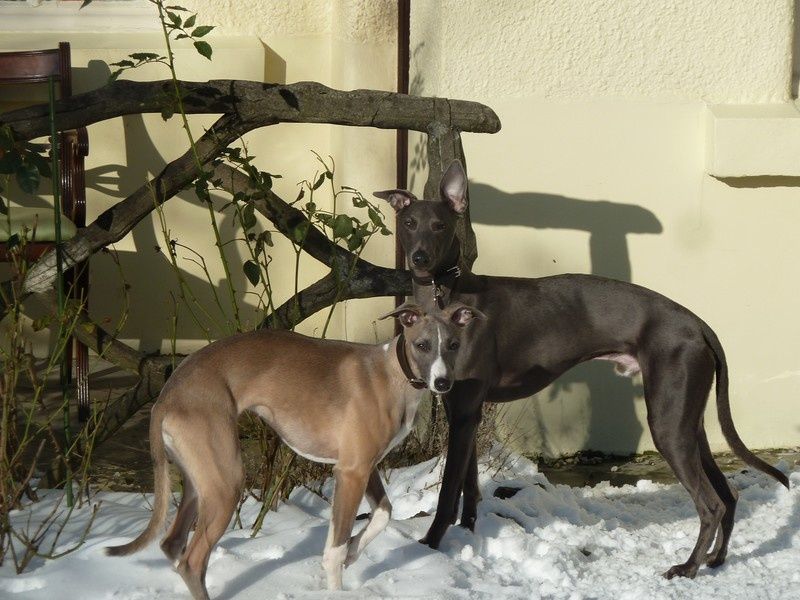 LIAISON LEVRIERS/MAGNIFIQUE LEVRIER WHIPPET A ADOPTER L
