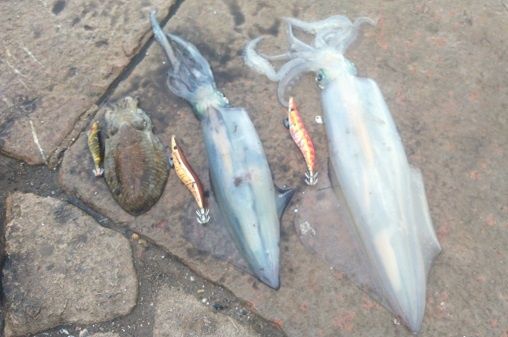 Turluttes, pêche en mer pour calamar & seiche - Leurre de la pêche