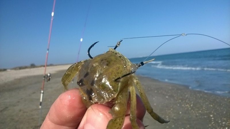 Montage Crabe et Couteau - Dorade Surfcasting