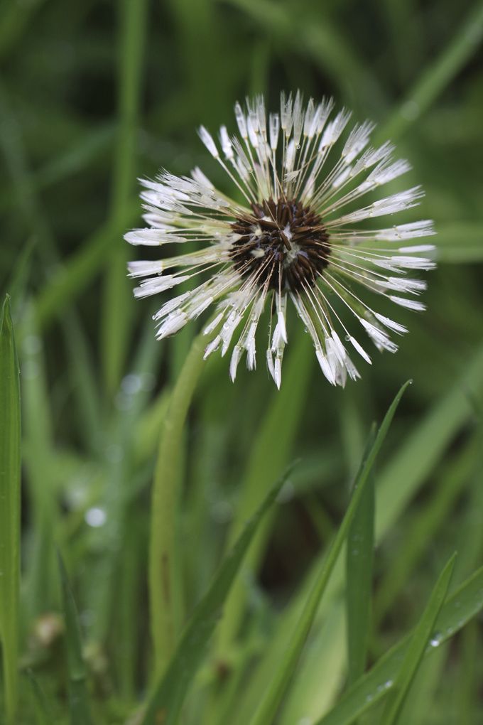 Petite fleur blanche Petite fleur blanche