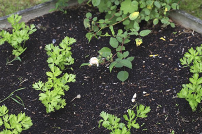 jardin potager en carré jardin potager en carré