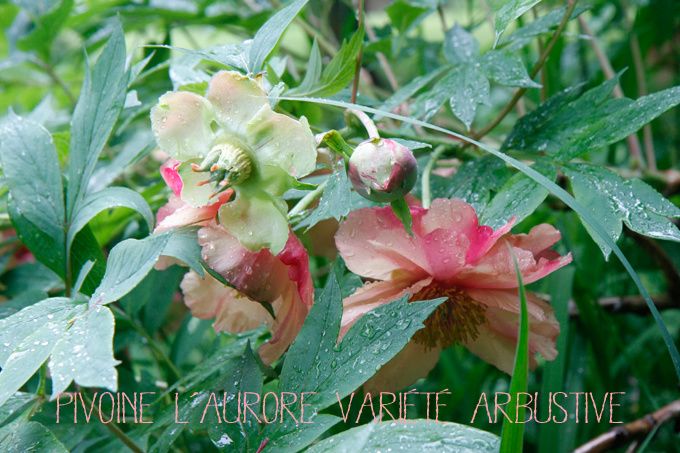 a quelle periode fleurissent les pivoines