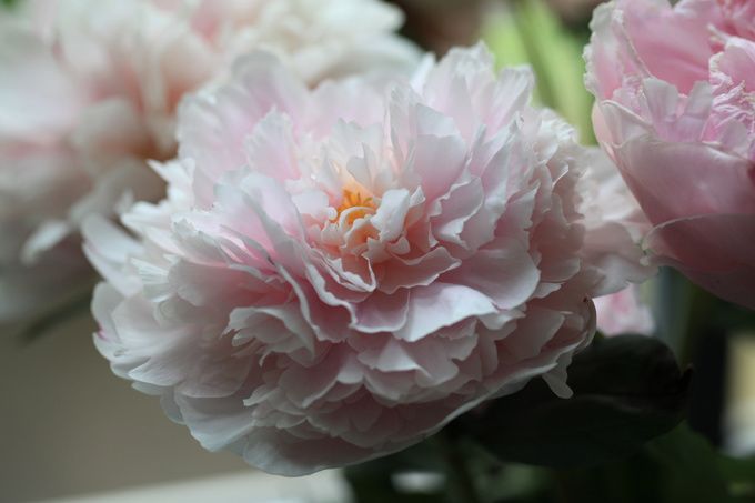 Fleur de pivoine Fleur de pivoine