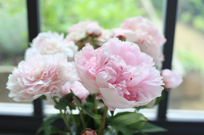 Bouquet de pivoine Bouquet de pivoine