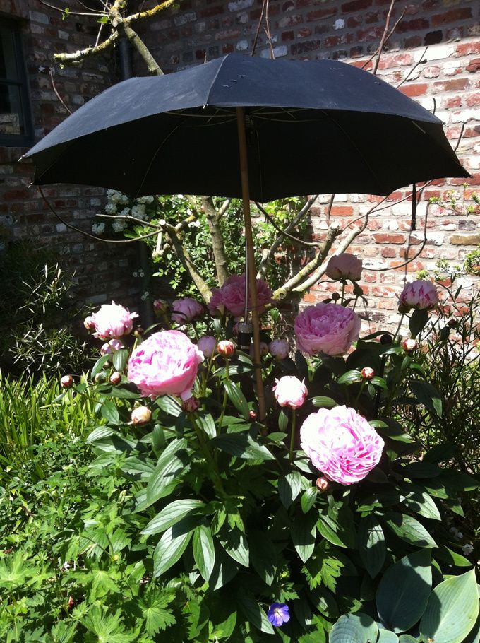 planter une pivoine en pot