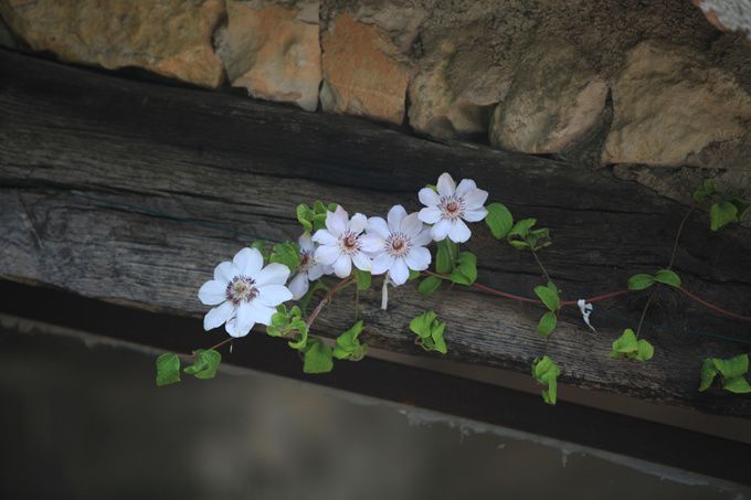 clématite clématite