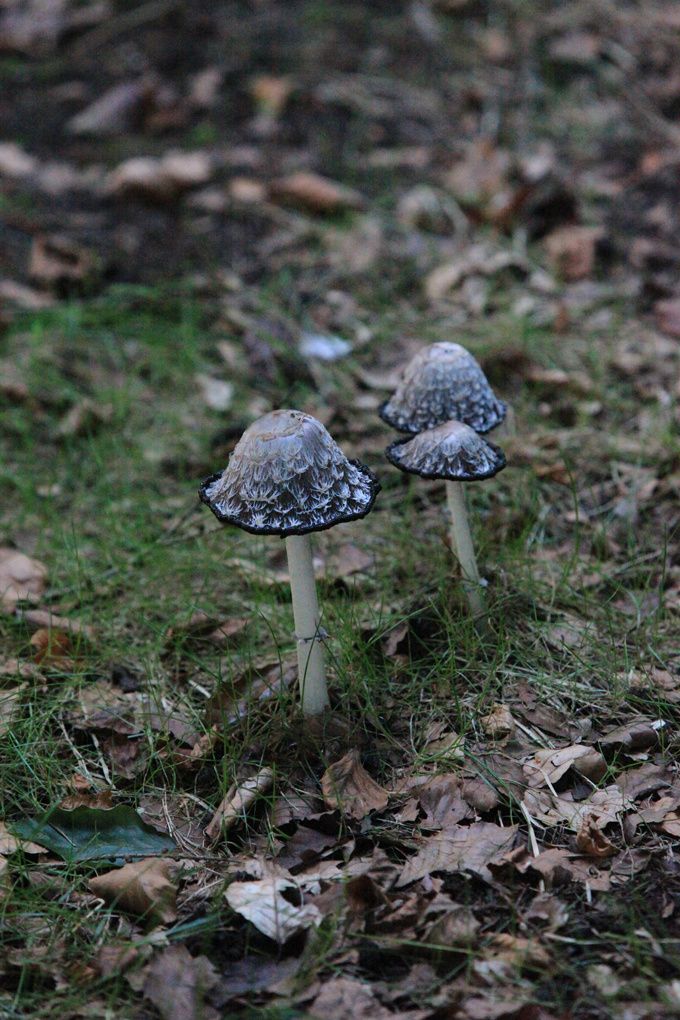 coprinus comatus coprinus comatus