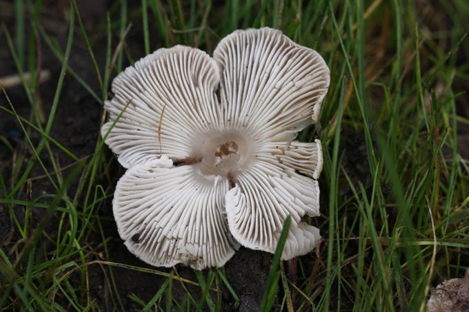 champignon blanc champignon blanc