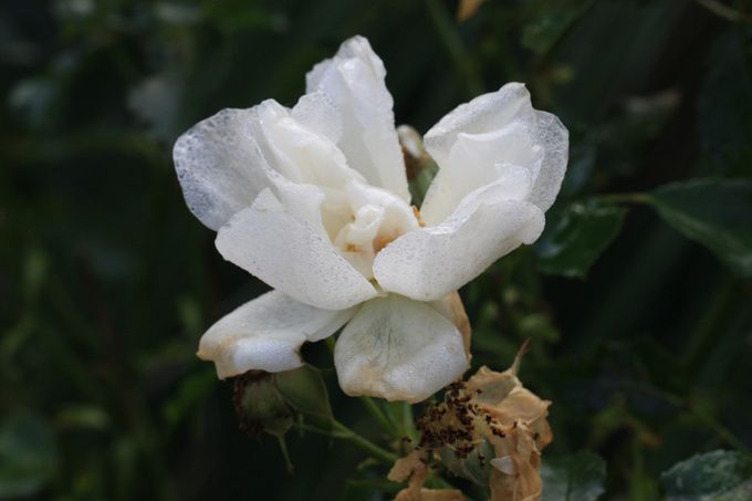 rose blanche rose blanche