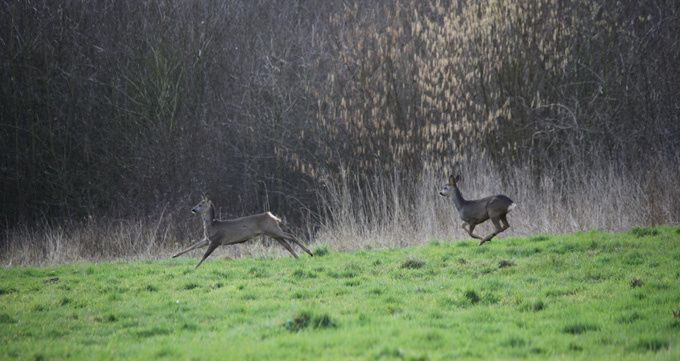 les allures du chevreuil les allures du chevreuil