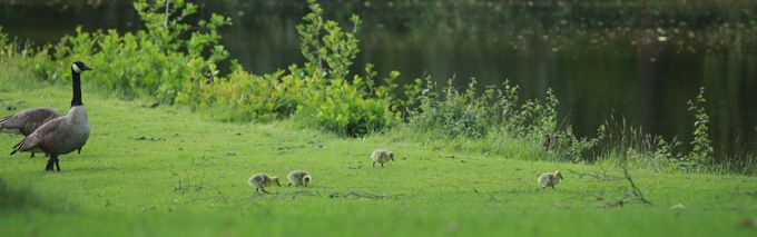 les oisons les oisons