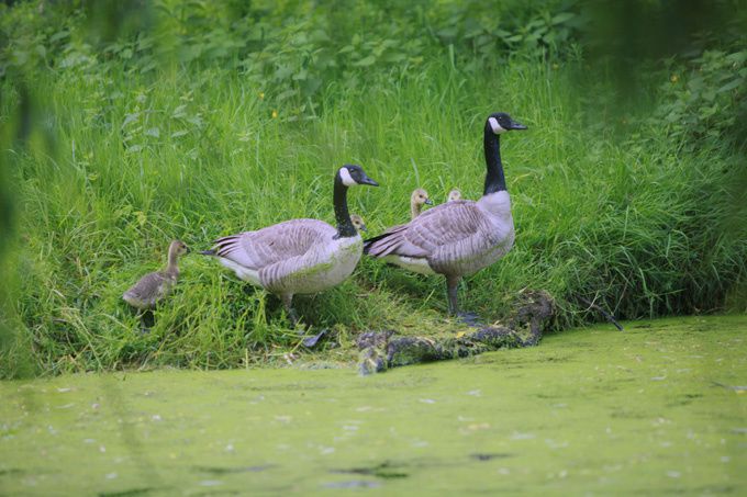 oies bernaches et leurs oisons oies bernaches et leurs oisons