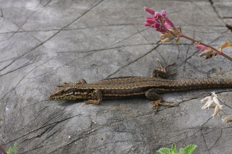 le lézard le lézard
