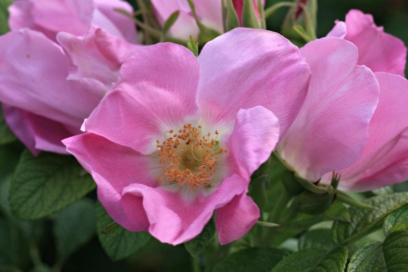 rosier à feuilles rugueuses rosier à feuilles rugueuses