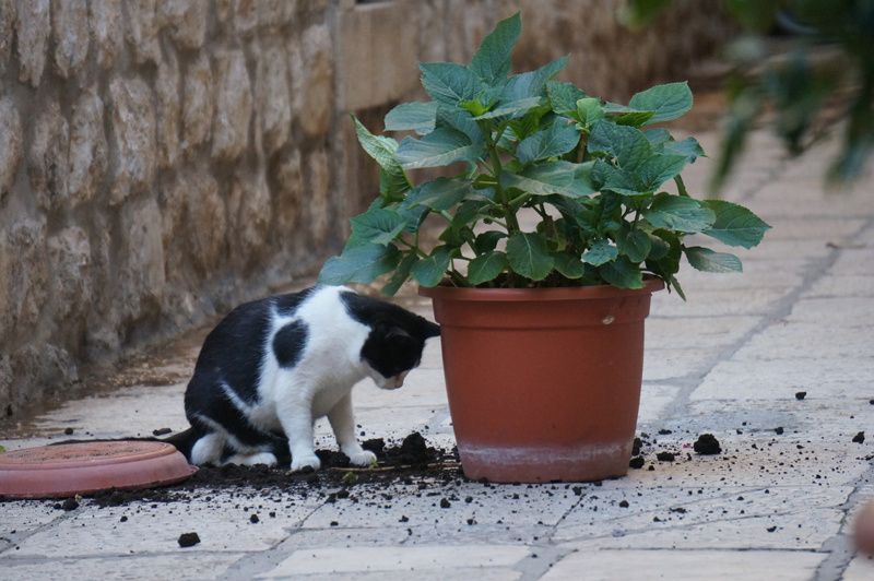 les chats de Dubrovnik les chats de Dubrovnik