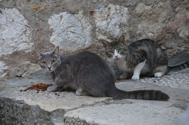 chats de Dubrovnik chats de Dubrovnik