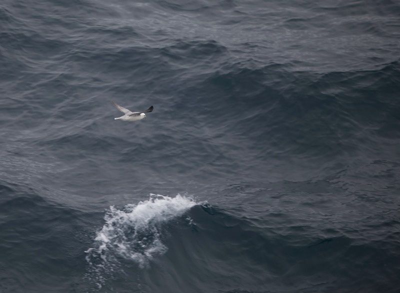 fulmar boréal fulmar boréal
