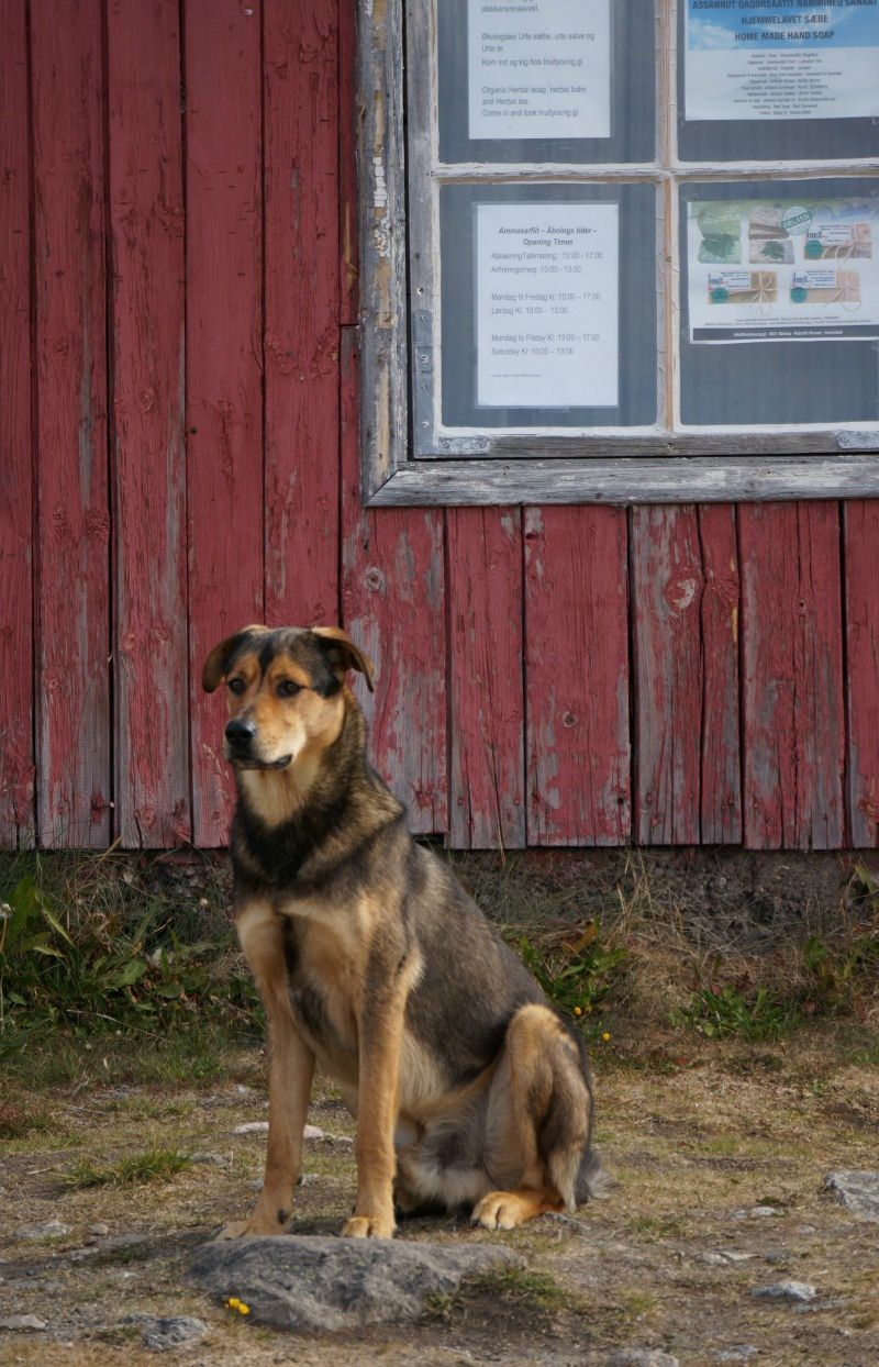 chien du Groenland