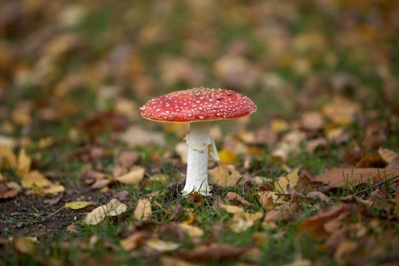 amanite tue mouches amanite tue mouches