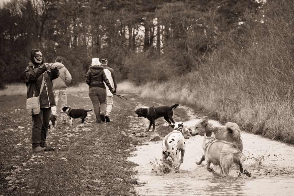 Catherine photographie trois chiens qui courent dans une flaque d'eau. 