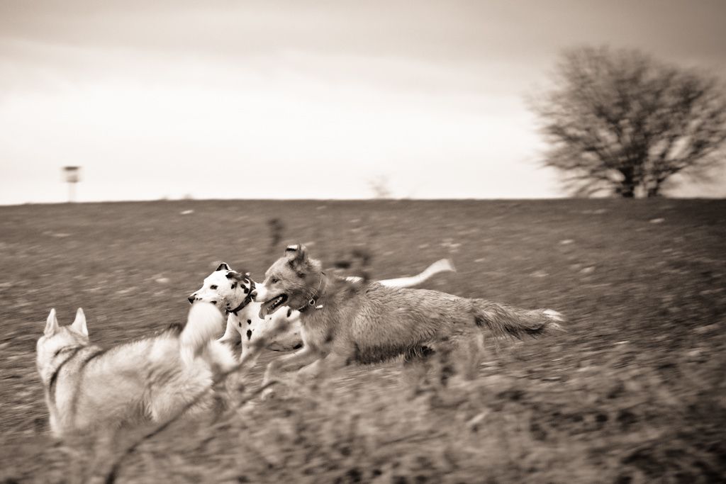 Groupe de trois chiens qui courent dans les herbes