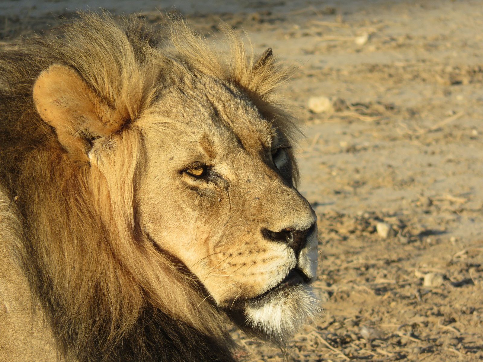 Rencontre avec les lions dans le parc de Kgalagadi. Parc transfrontières : Namibie, Afrique du Sud et Botswana