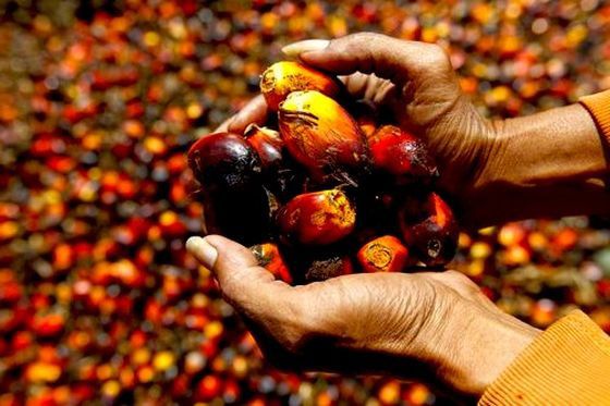 L’huile de palme : une huile qui fait tâche (Doc) [VF]
