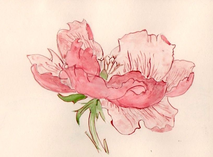 Fleur 224 L Aquarelle Les Dessins De Laure Fleur Dessin Couleur Facile L Fleur 224 L Aquarelle Les Dessins De Laure Fleur Dessin Couleur Facile L