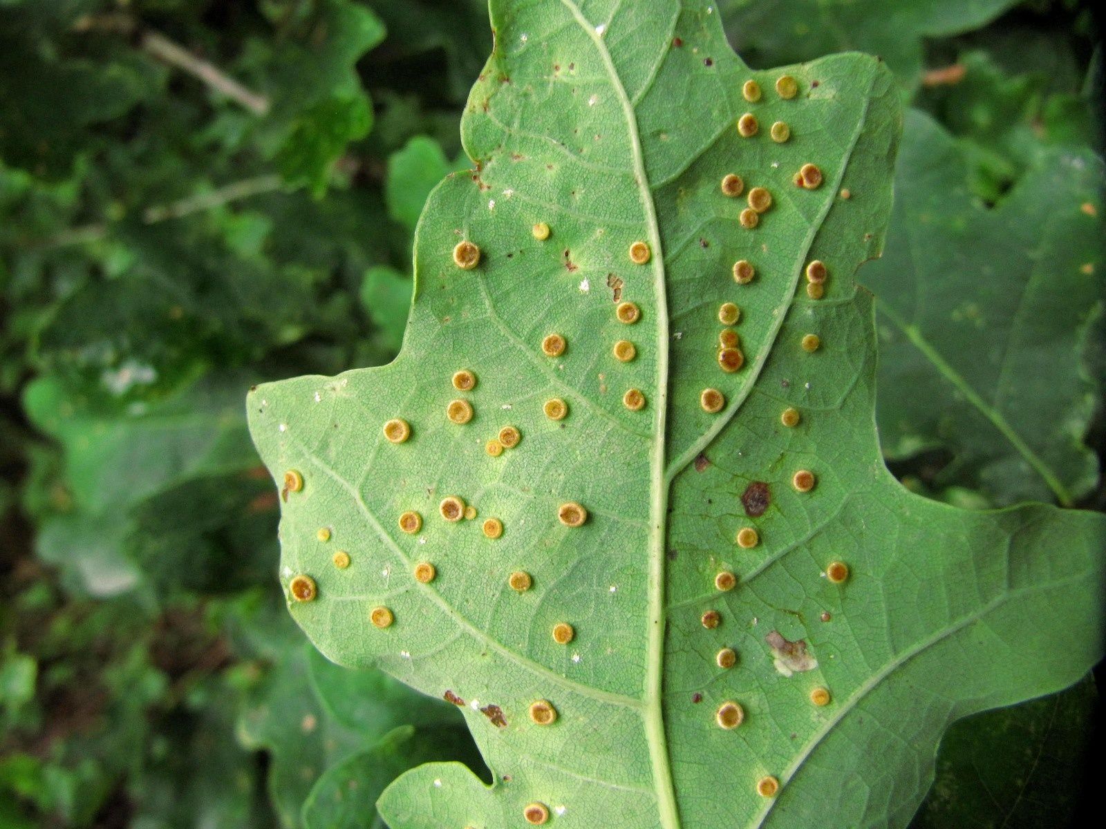 galles et maladies La nature en