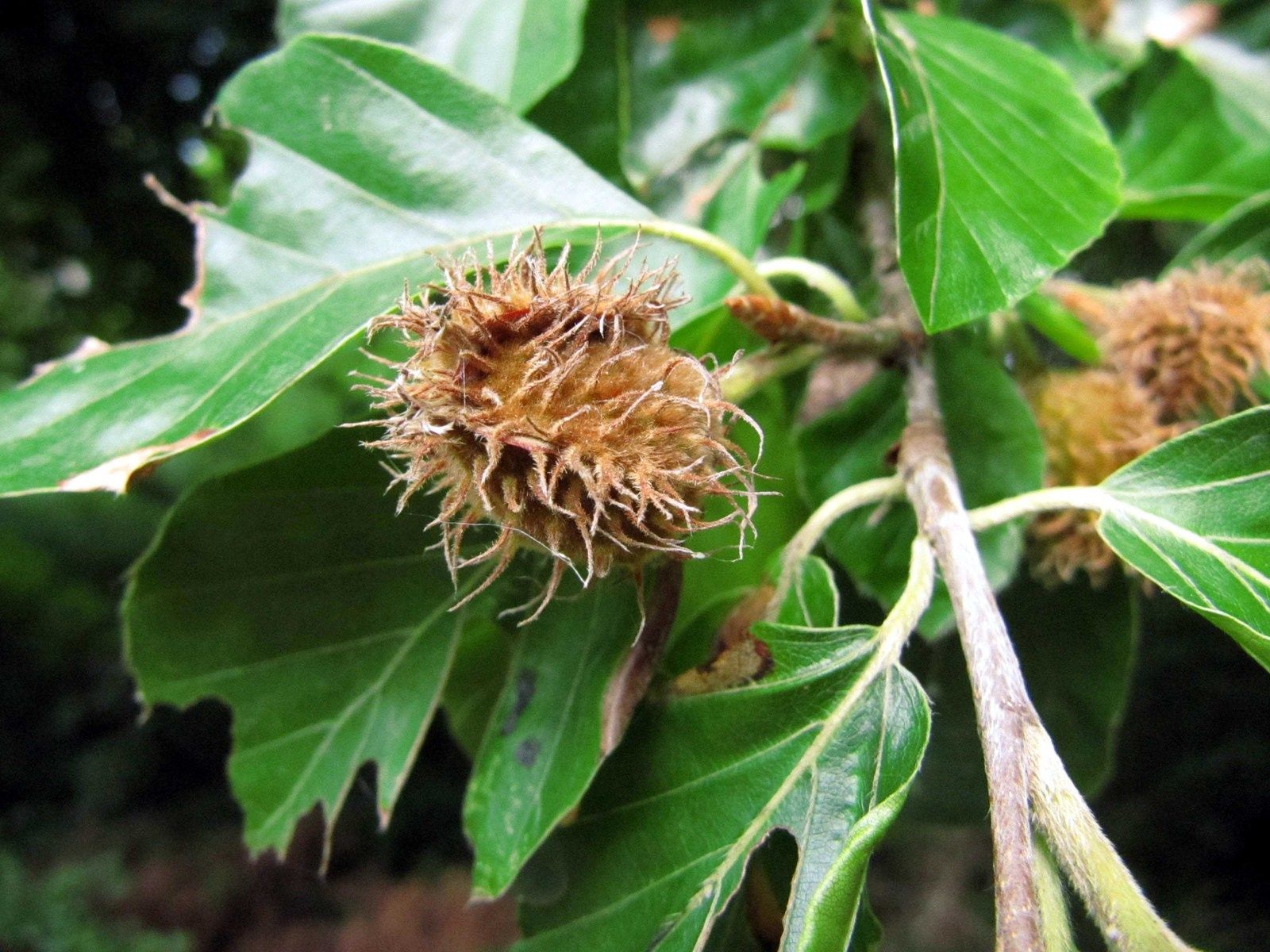 Comment S Appelle Le Fruit Du Hetre