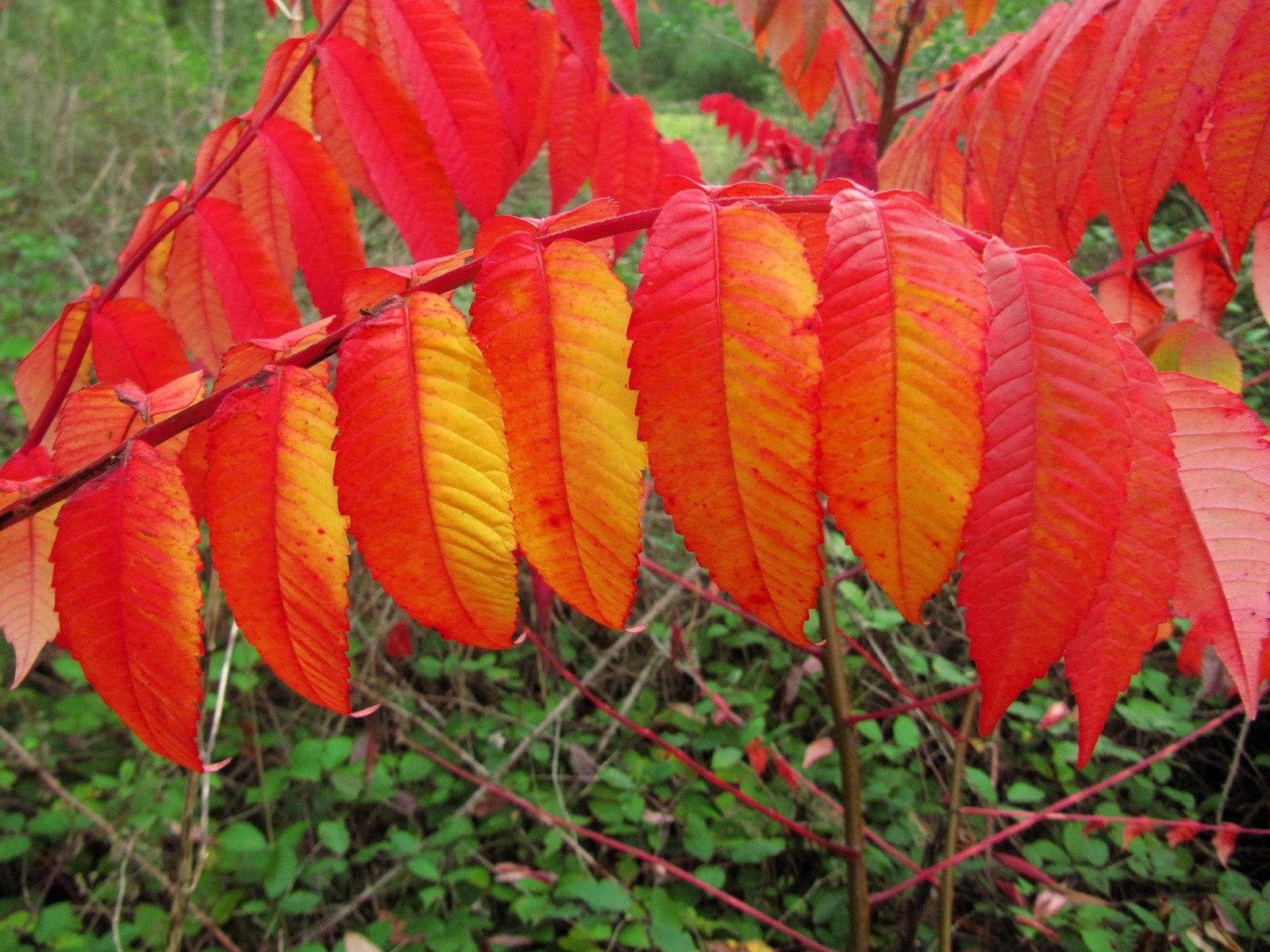 SUMAC DE VIRGINIE (RHUS TYPHINA) La nature en Lorraine au fil des saisons