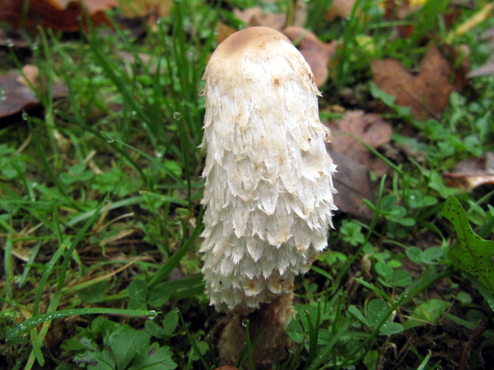 Est-ce que le coprin chevelu est comestible ?