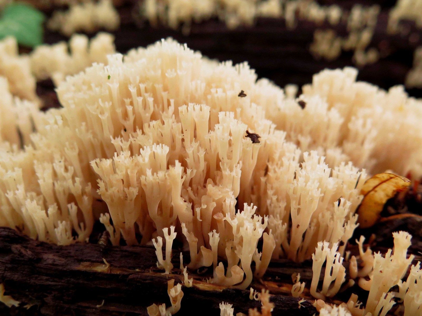 Clavaire en chandelier (Clavicorona pyxidata) La nature en Lorraine