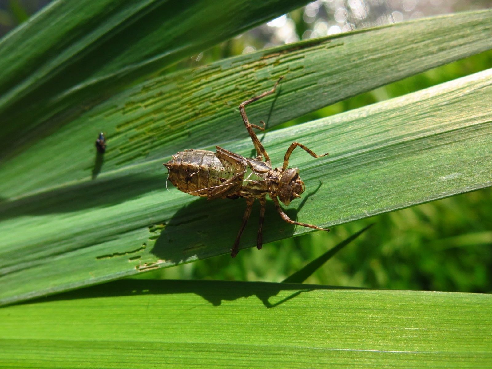 a la rencontre des coleopteres