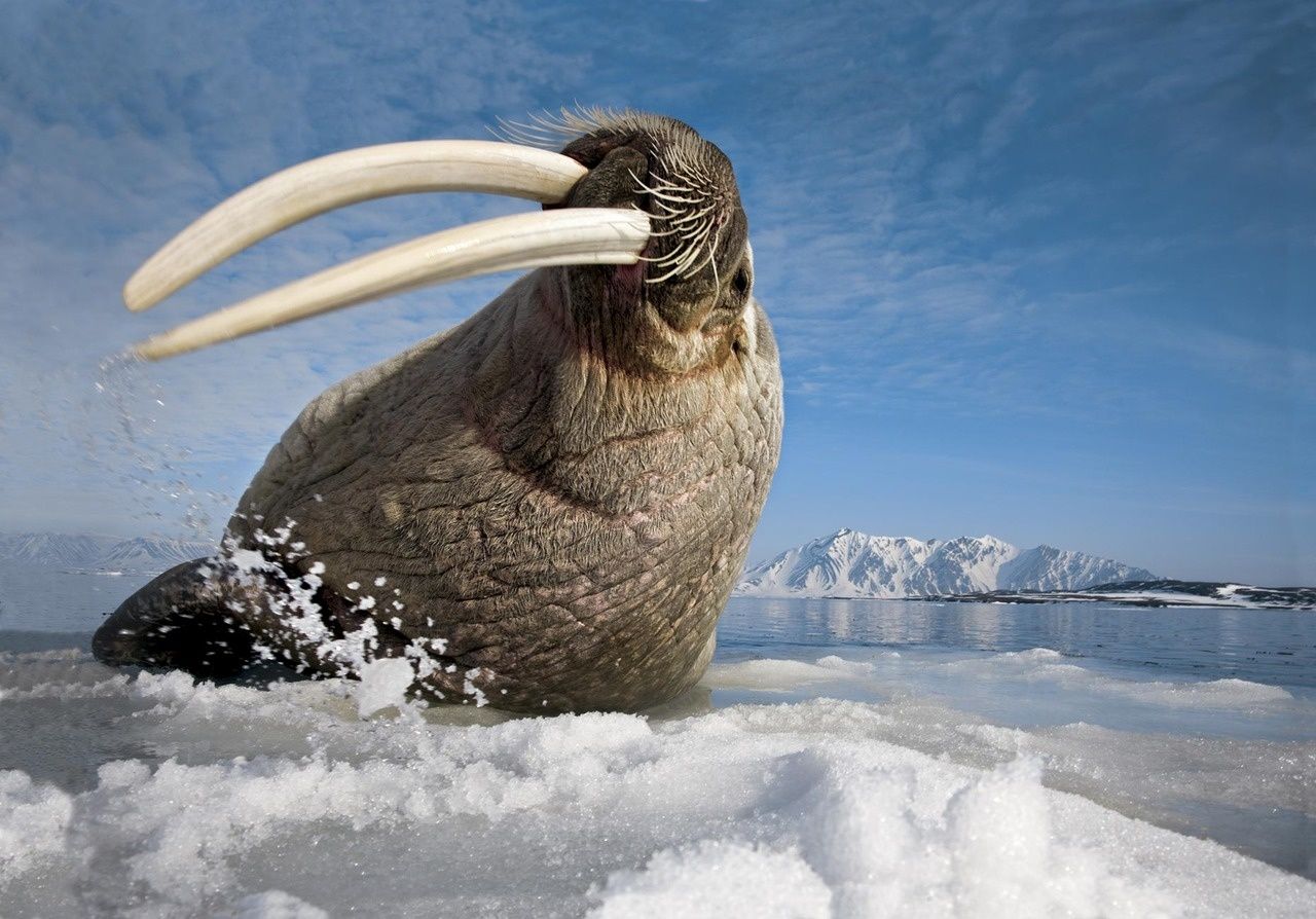 A walrus hits the ice with its tusks near Baffin Island, Canada by Paul Nicklen