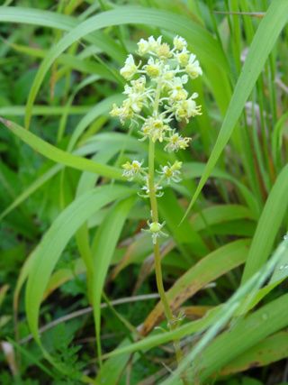 Reseda lutea