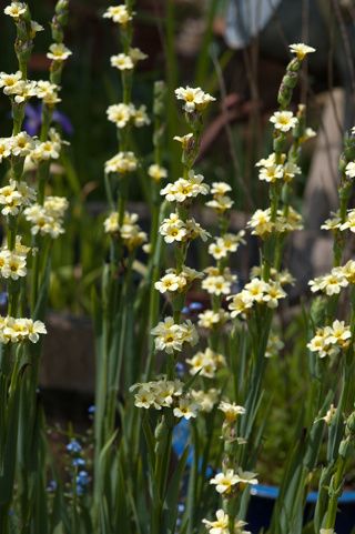 Sisyrinchium striatum